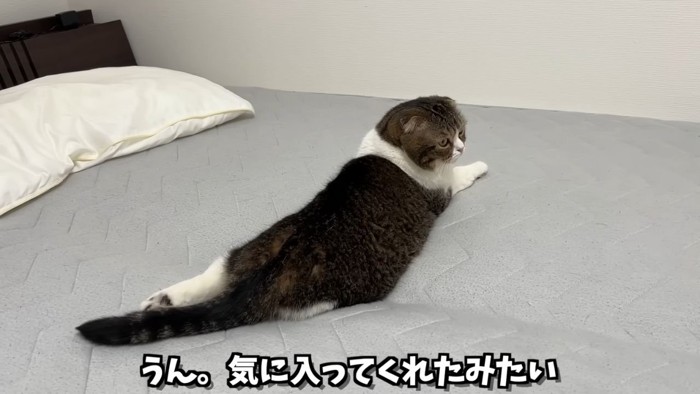 ベッドの上でくつろぐキジ白猫