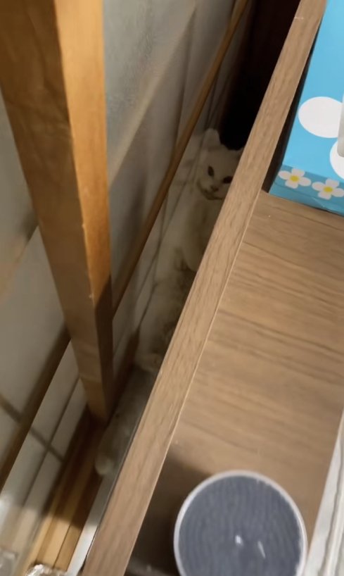 ドアとベッドの隙間に挟まっている猫(アングル斜め)