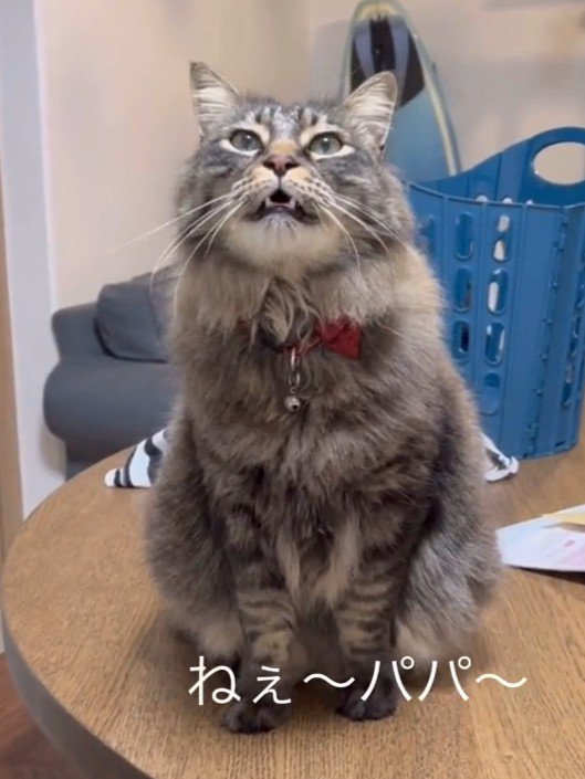 お座りして鳴く猫