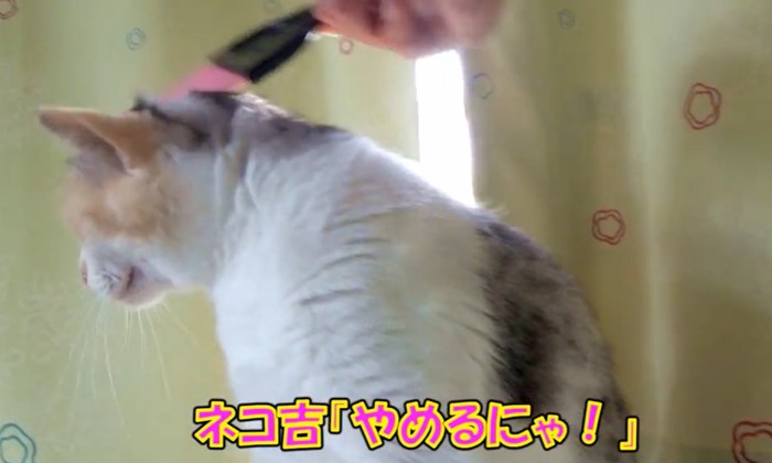 ミニほうきで頭を撫でられ後ろを向く猫