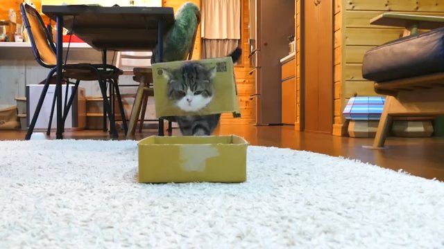 箱を被り、別の箱に近付く猫