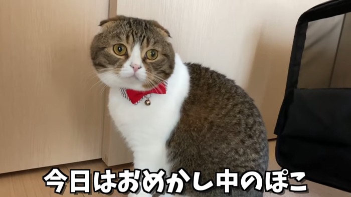 赤い蝶ネクタイの猫