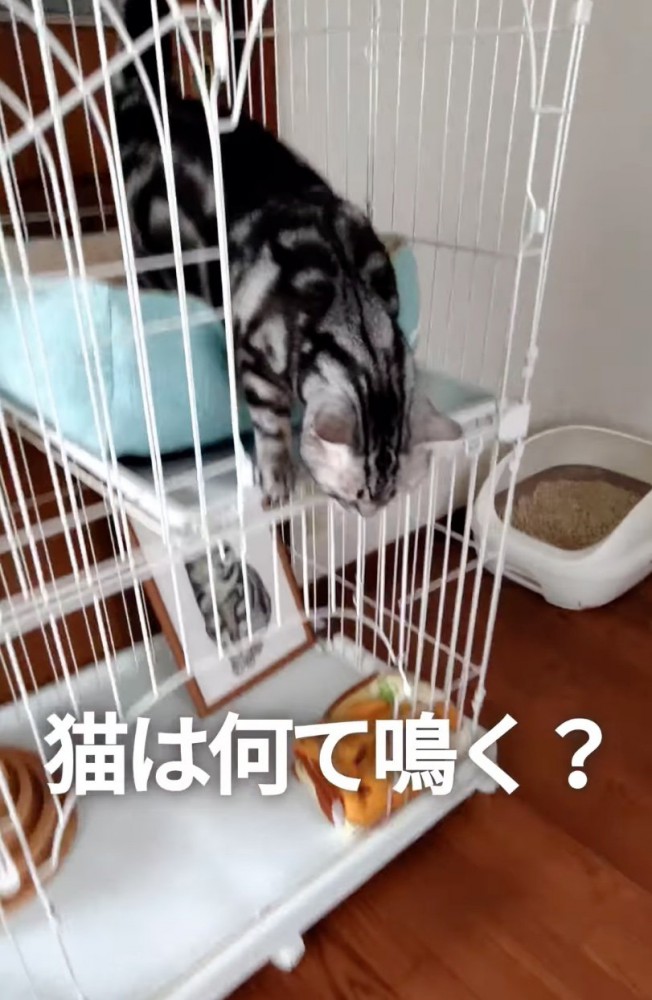 おりてくる猫