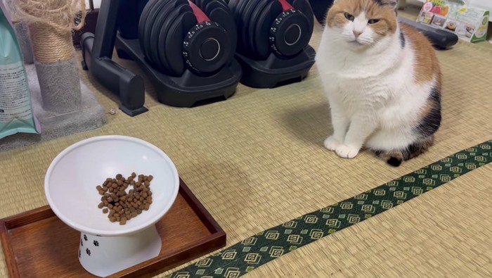 無言で見つめるミケ