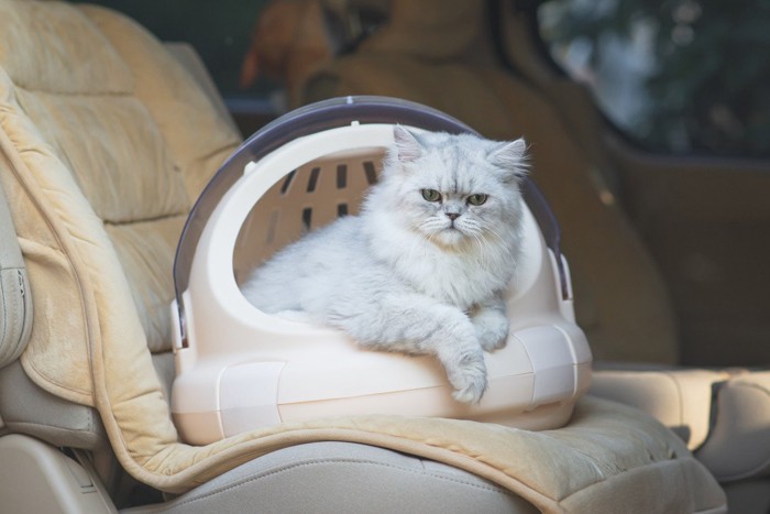 車中キャリーケースに座る猫