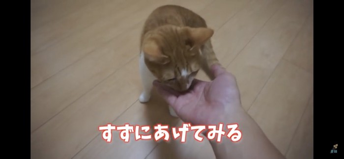 すずちゃんにあげる