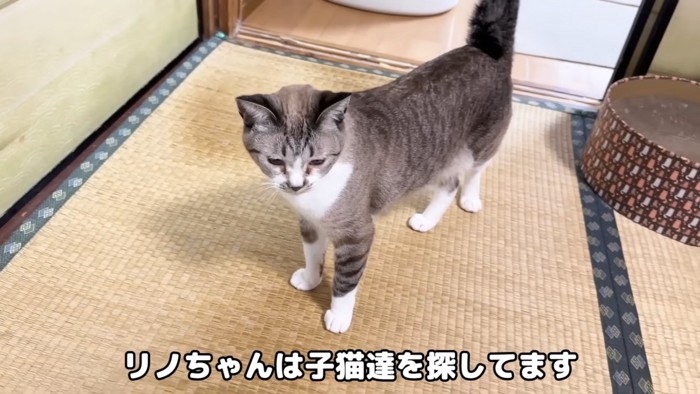 畳の上に立っている猫