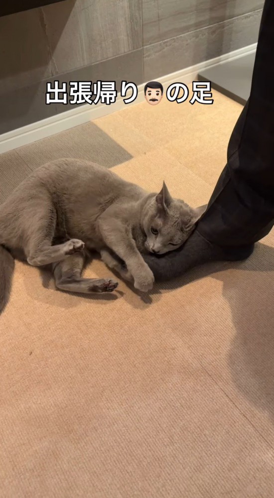 男性の足に頭をすり寄せる猫