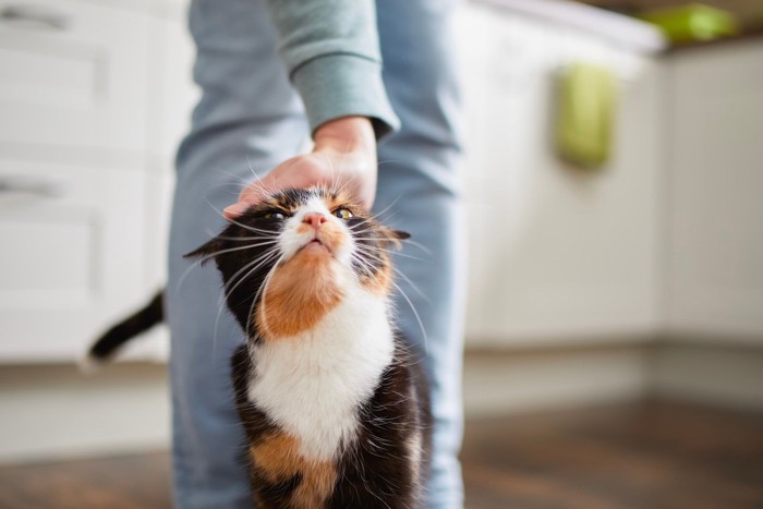 男性に頭を撫でられる猫