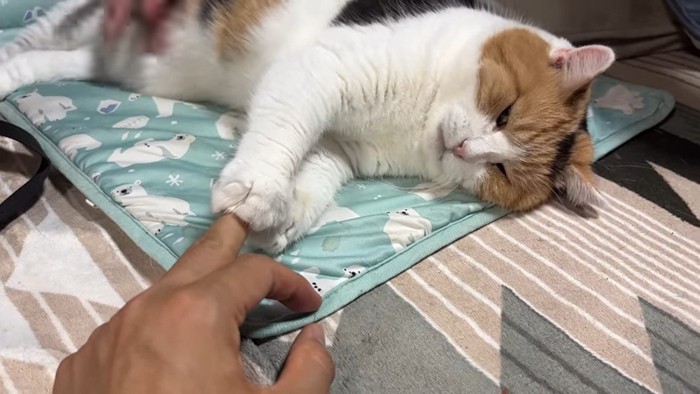 両前足で指を掴んで