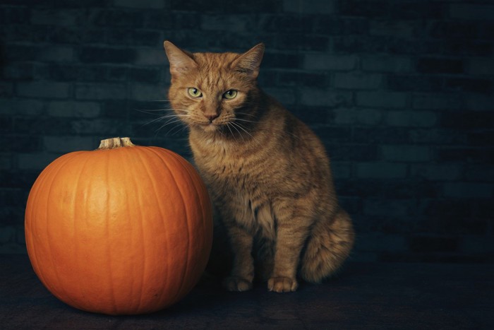 猫とかぼちゃ