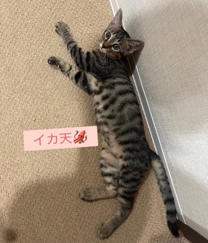 横になる子猫