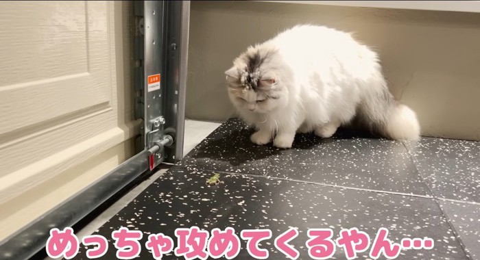 カエルを見つめる猫