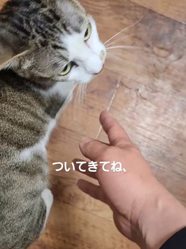 振り向く猫