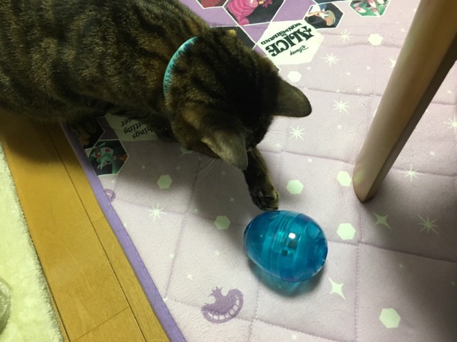 手を伸ばす猫