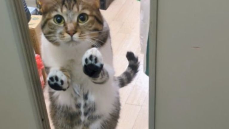 室内にいる猫