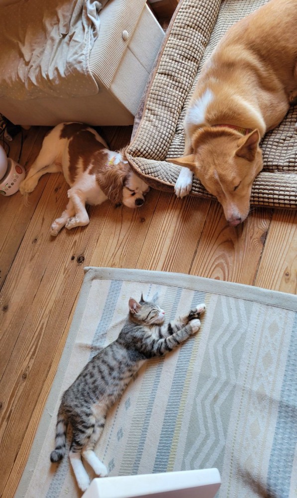 お昼寝する2匹の犬と子猫