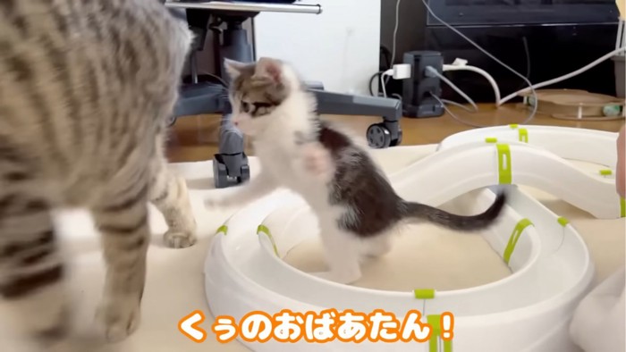 攻撃する子猫