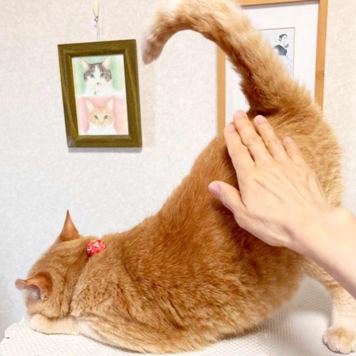 お尻をトントンされて喜ぶ猫