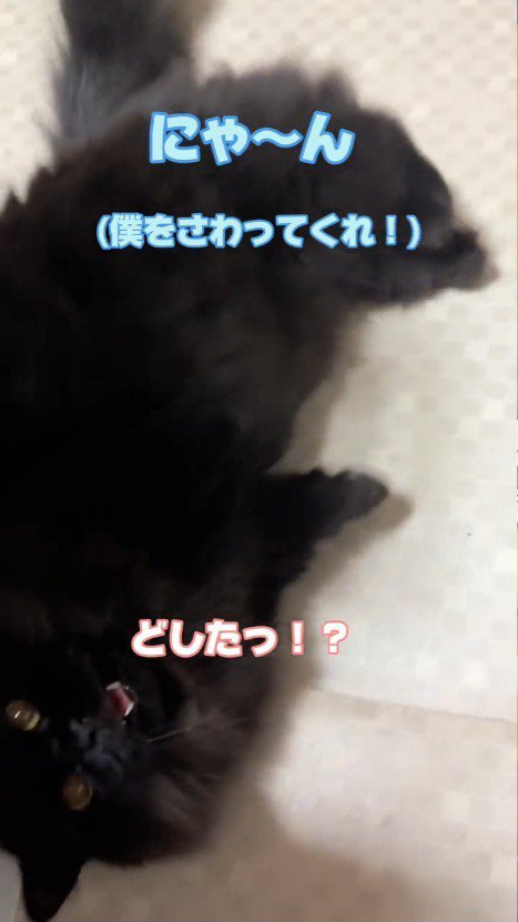 寝転がる猫