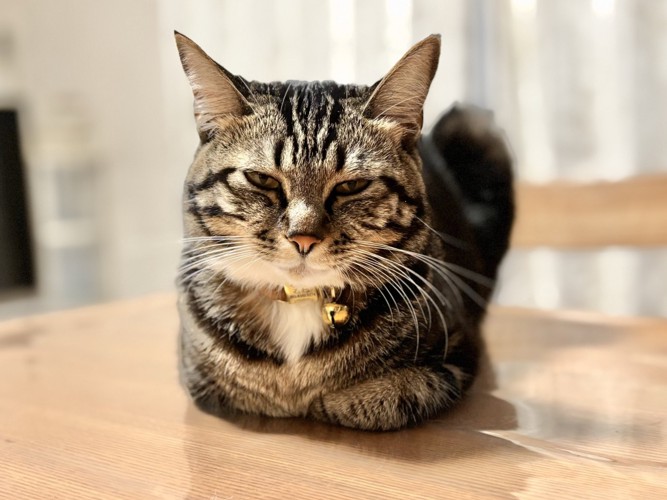 不機嫌そうな猫