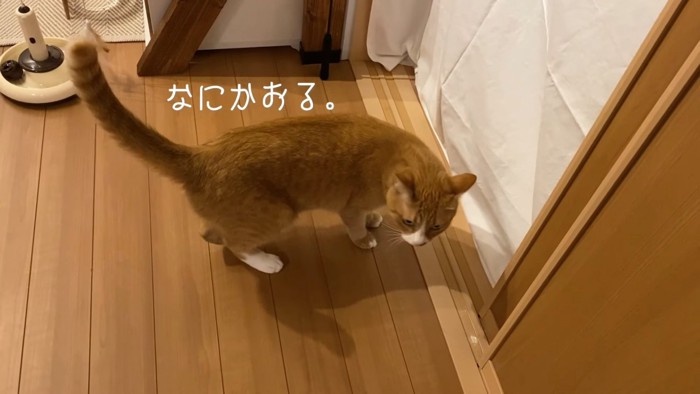 立っている茶白猫