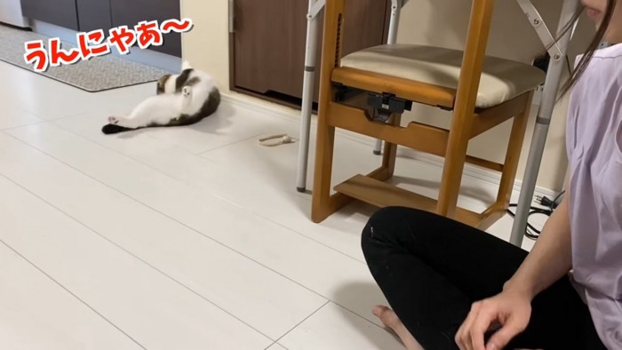 仰向けになる猫