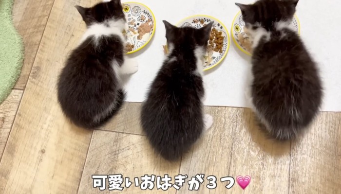 可愛いおはぎが3つ♡