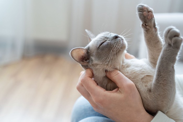 飼い主の膝で仰向けに眠る猫