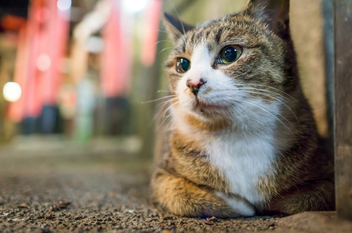 鳥居と猫