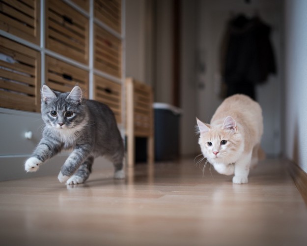 走ってくる2匹の猫