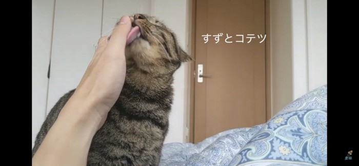 起こしに来る猫