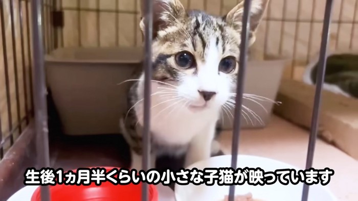 ケージの中にいる子猫