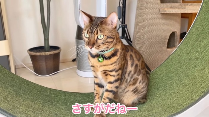 おすわりする猫