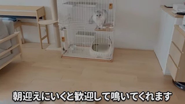 ケージの中の猫