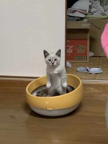 立っている子猫