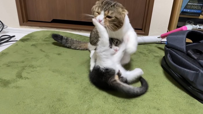 取っ組み合いの2匹の猫