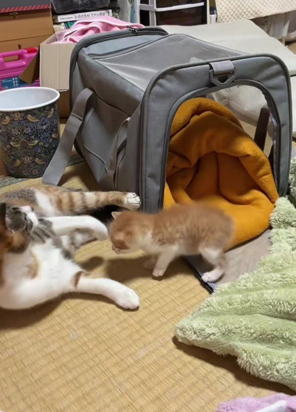 向かい合う2匹の猫
