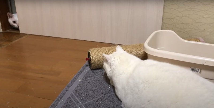 ドアからのぞく猫