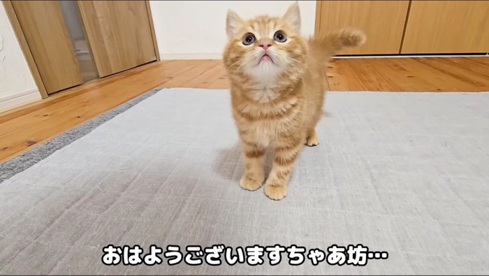 飼い主を見上げる子猫