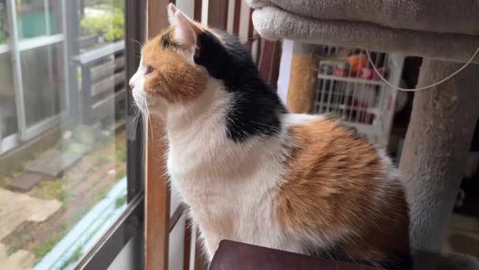 三毛猫さんの横顔