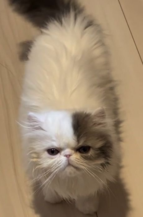 口を閉じている猫