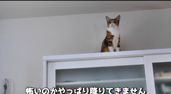 食器棚の上の猫