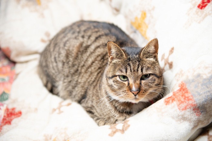 不満そうな顔をしている猫