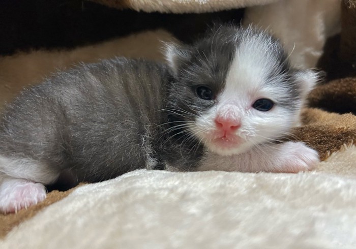 カメラを見つめる子猫