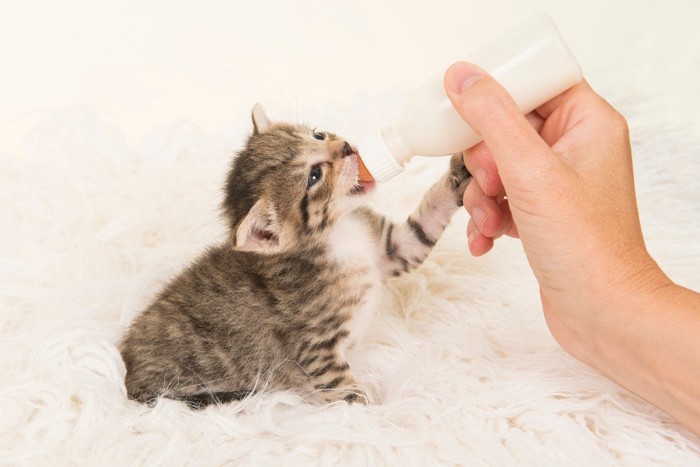 ミルクを飲んでいる子猫