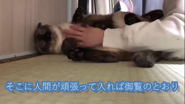 お腹を撫でられる猫