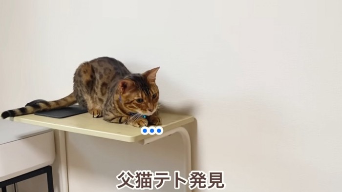 青い鈴の猫