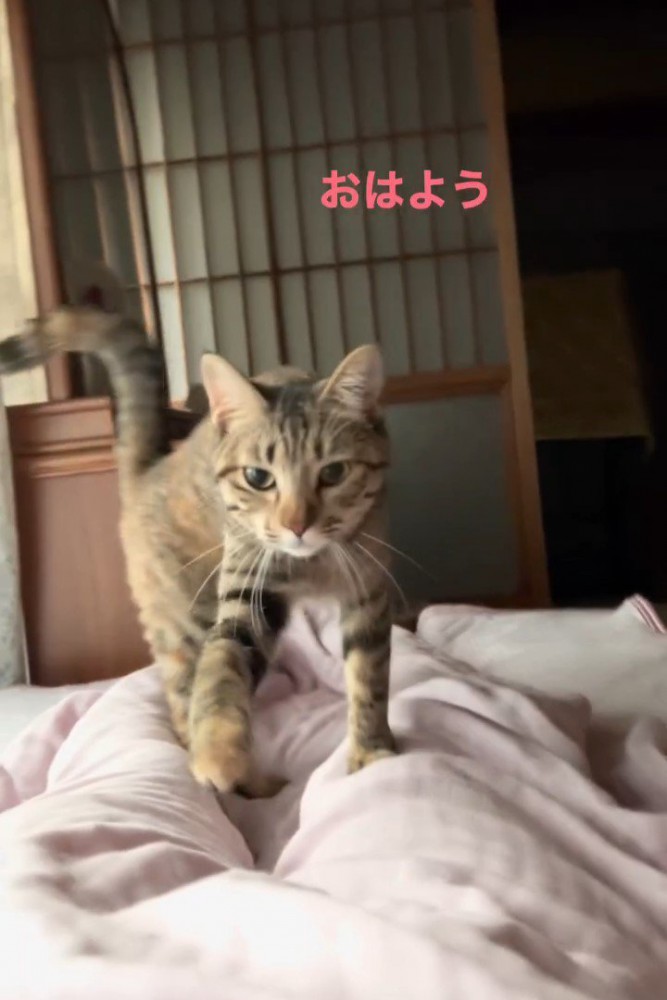 歩いてくる猫