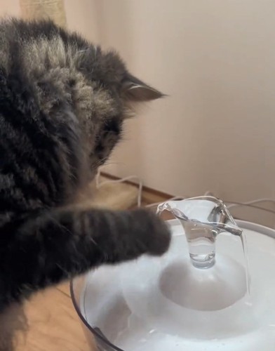 水を触るスンスンちゃん